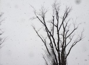 雪予報‼︎