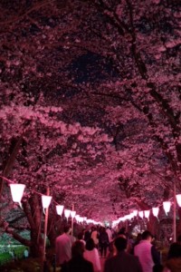 夜桜